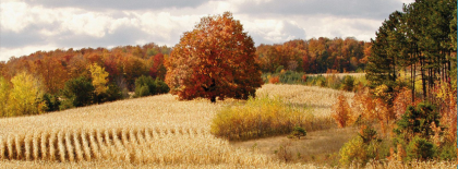 Fall Autumn Field Facebook Covers
